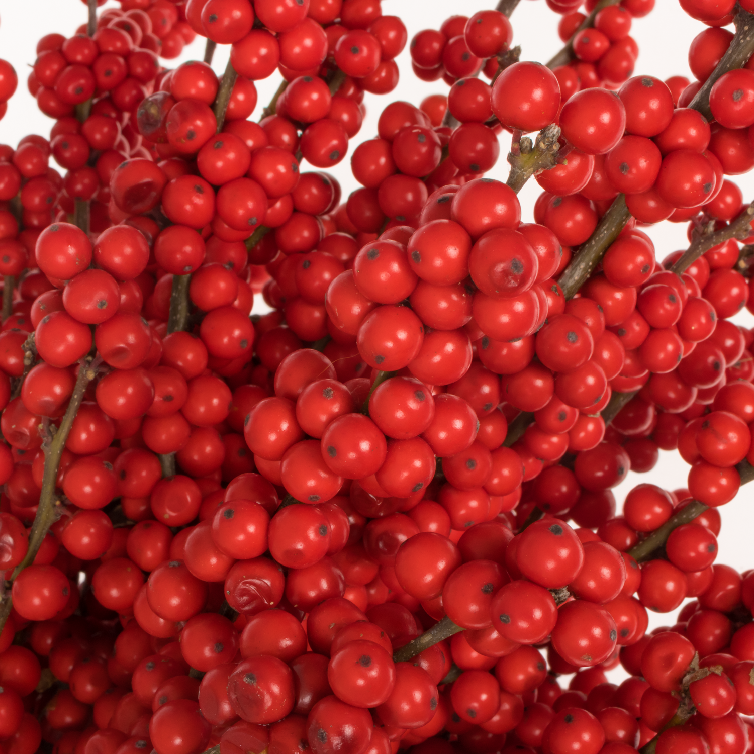 Ilex rot Magical Crimson 80cm