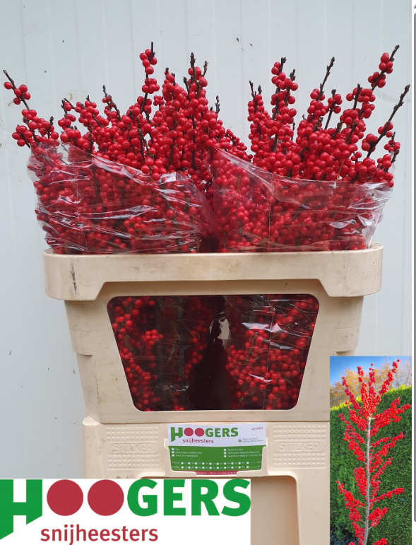 Ilex rot Magical Crimson 80cm