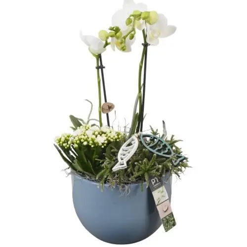 Phal.Arr PTSD8043 T19 H046