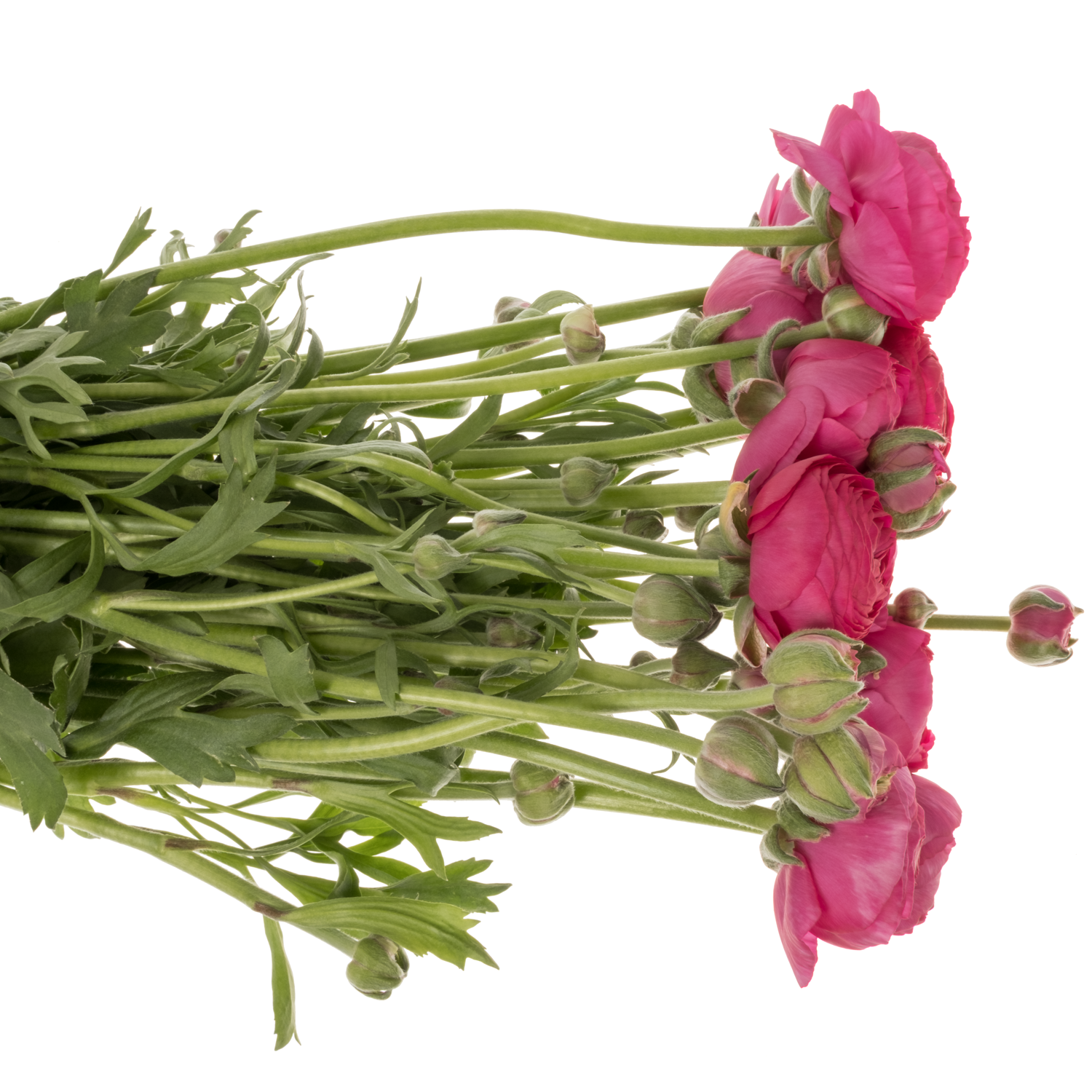 Ranunkel fuchsia Aazur Deep Rose 40 Gramm 45cm