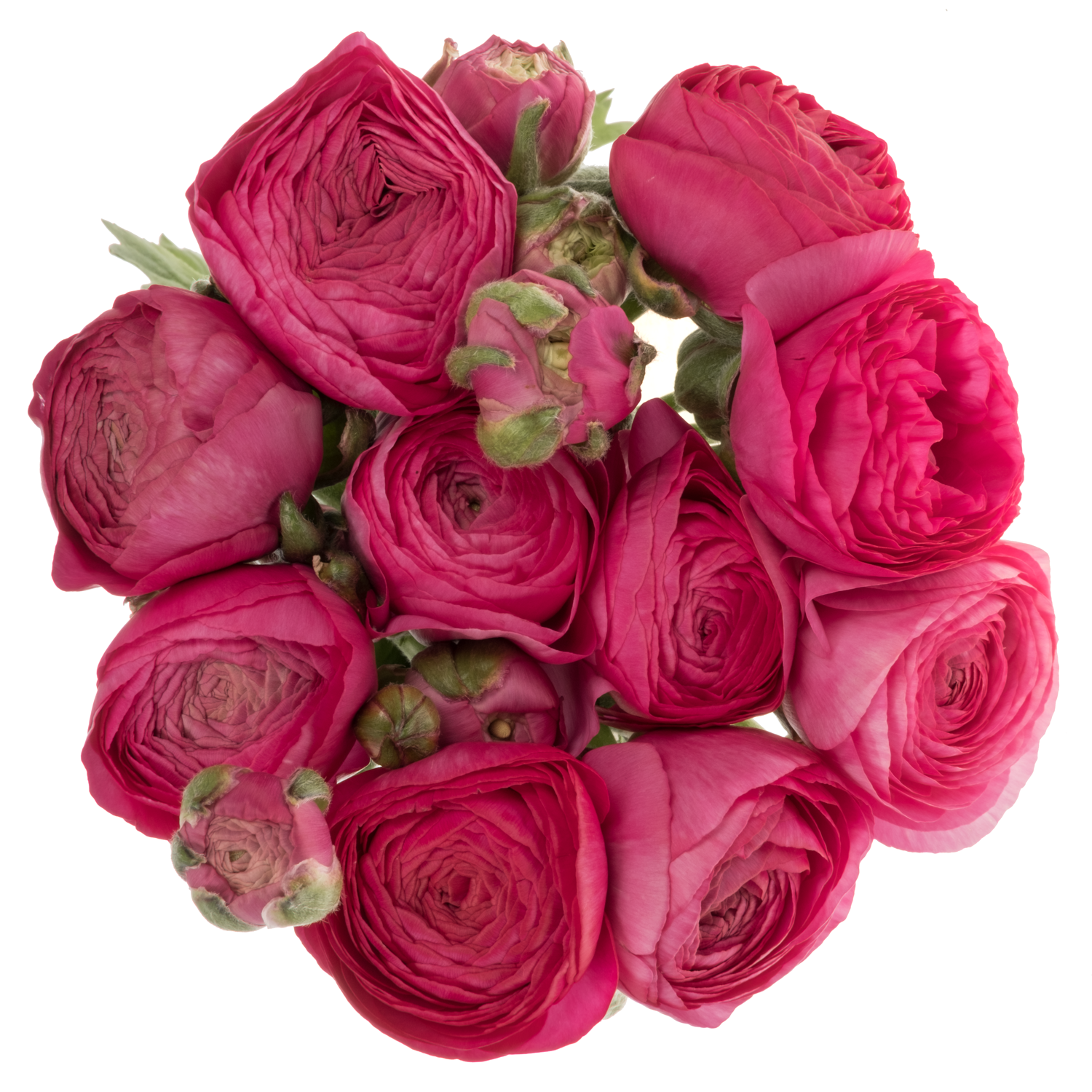 Ranunkel fuchsia Aazur Deep Rose 40 Gramm 45cm