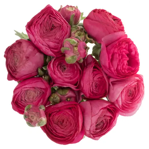 Ranunkel fuchsia Aazur Deep Rose 40 Gramm 45cm