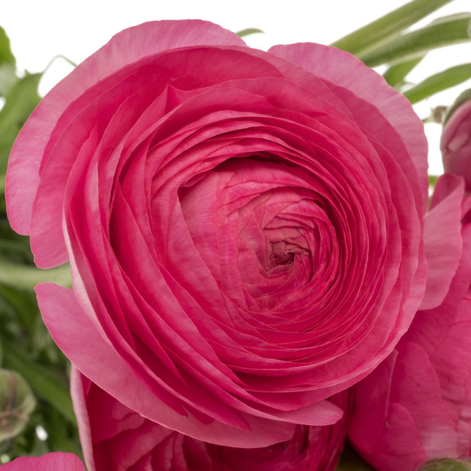 Ranunkel fuchsia Aazur Deep Rose 40 Gramm 45cm