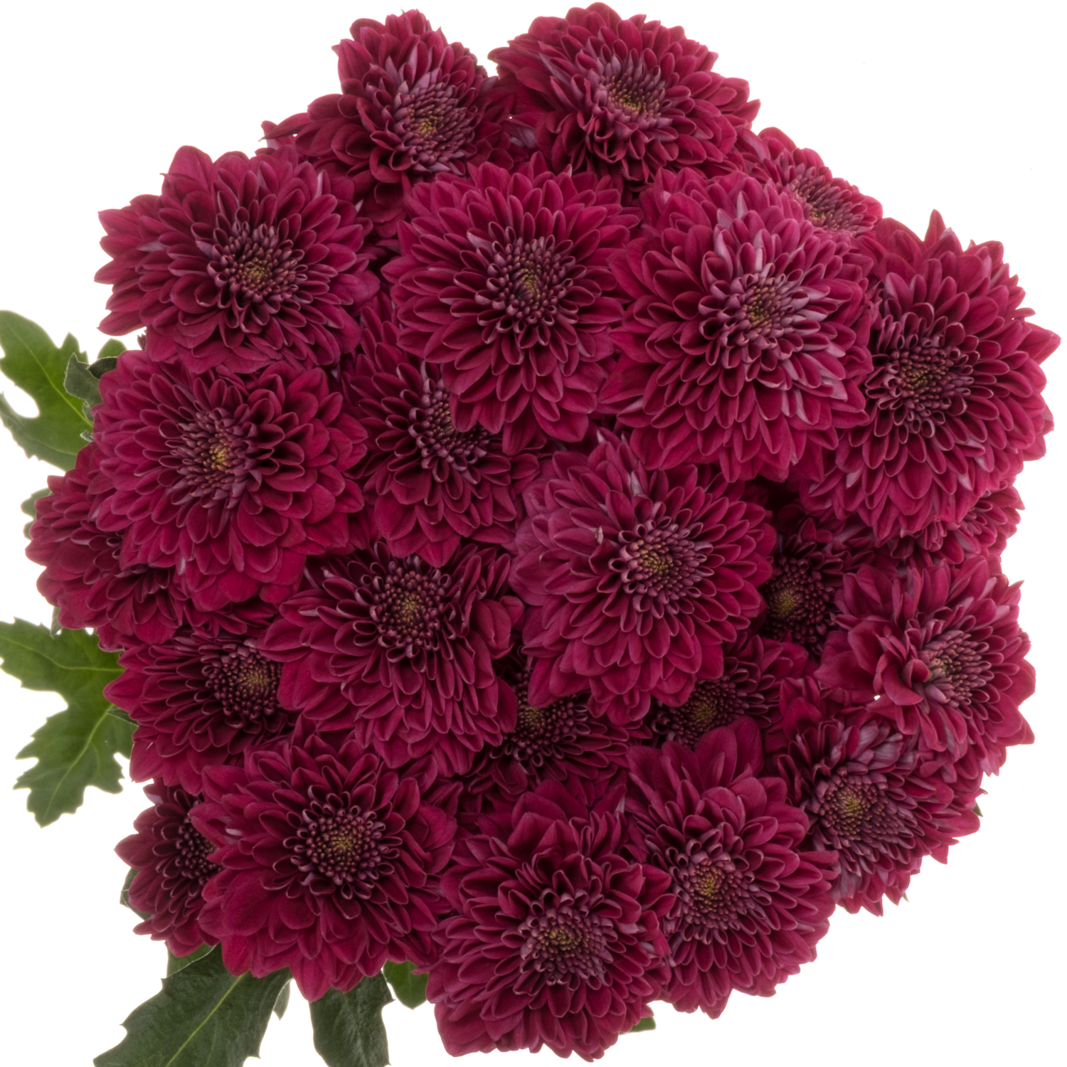 Chrys.Tros lila Dejavu 80Gramm 70cm