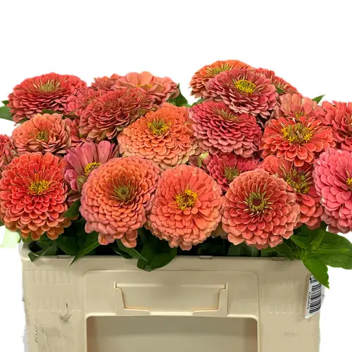 Zinnia lachs Giant Salmon Rose 50cm