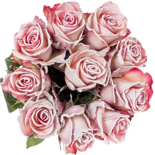 Rose creme/rosa Frost Paloma 70cm