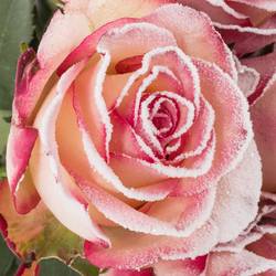 Rose creme/rosa Frost Paloma 70cm