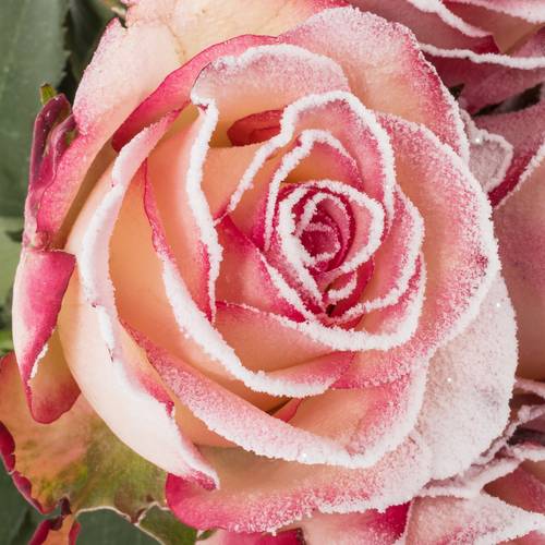 Rose creme/rosa Frost Paloma 70cm