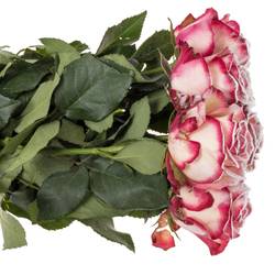 Rose creme/rosa Frost Paloma 70cm