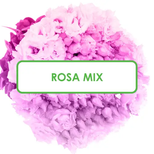 Lisianthus 3x10 lachs/dunkel rosa Muttertag Angebot