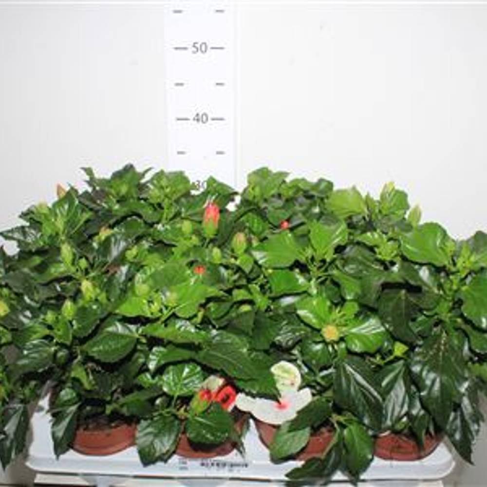 Hibiskus mix Schnäpch. Von Uhr T13 H35