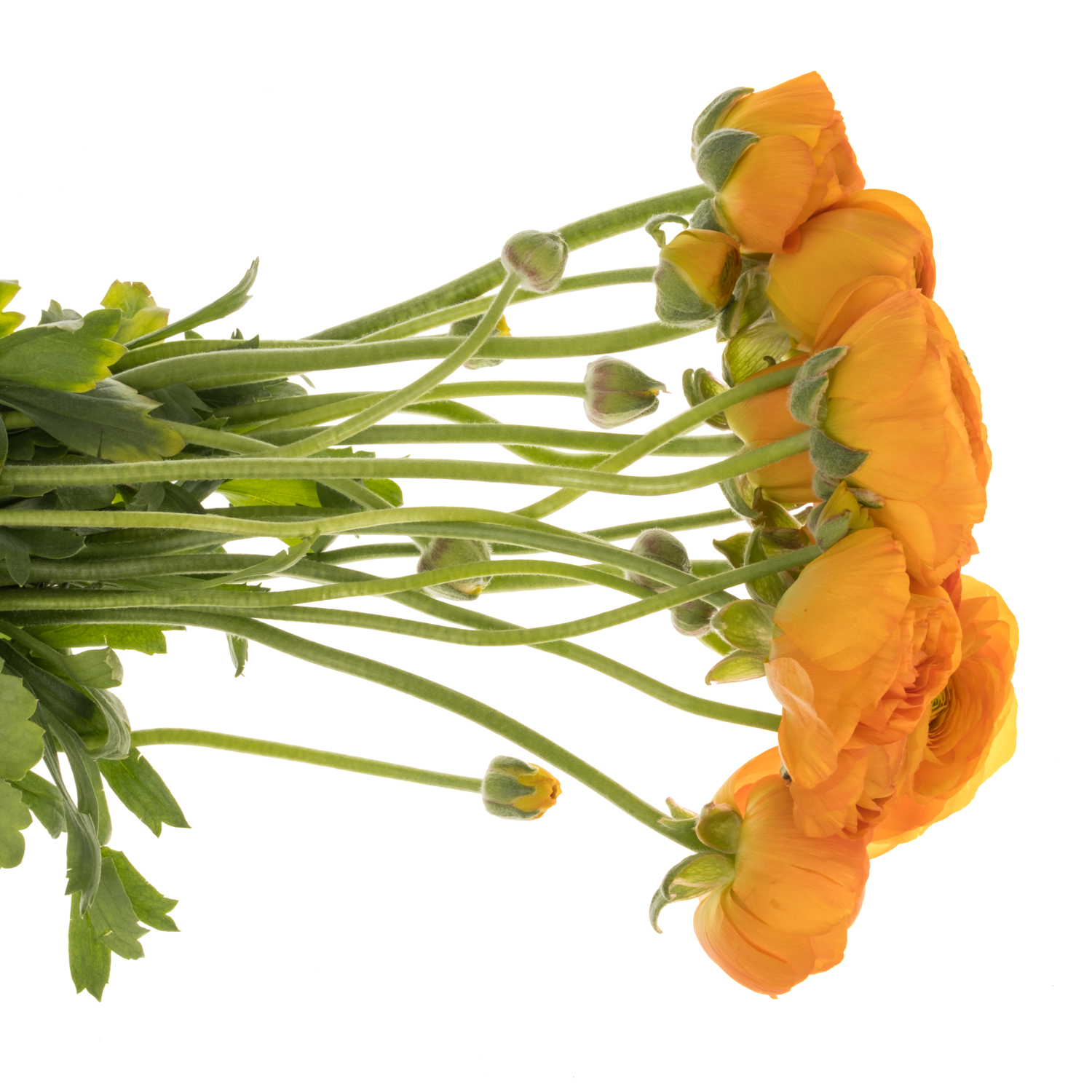 Ranunkel orange Elegance Orange NL x 10 50 Gramm 44cm