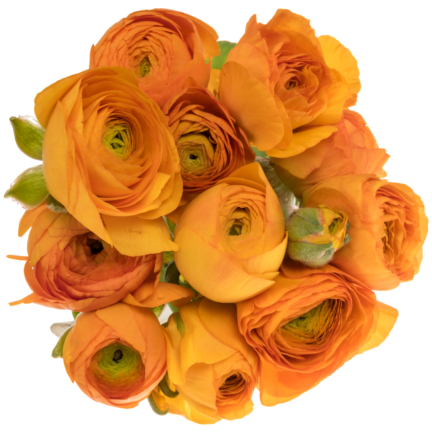 Ranunkel orange Elegance Orange NL x 10 50 Gramm 44cm