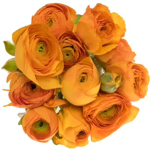 Ranunkel orange Elegance Orange NL x 10 50 Gramm 44cm