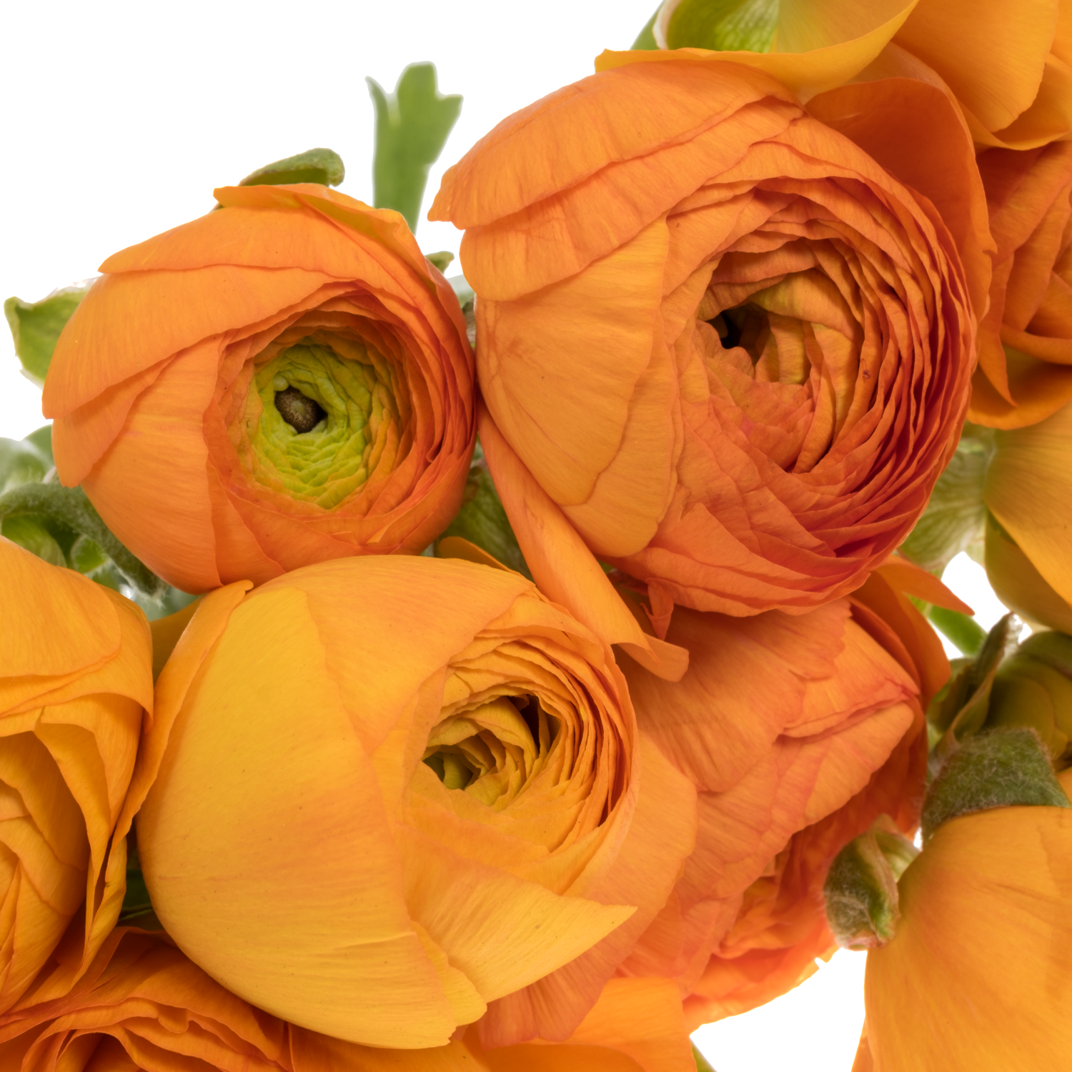 Ranunkel orange Elegance Orange NL x 10 50 Gramm 44cm