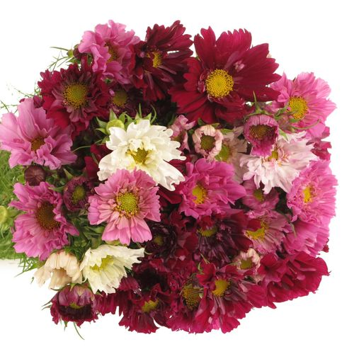 Cosmos mix      60cm