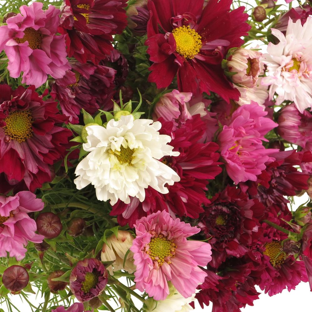 Cosmos mix      60cm