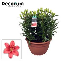 Lilien 9er Aziaat Schale rosa T25 H35