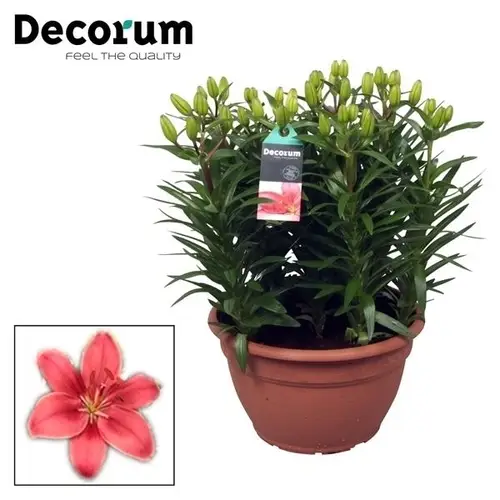 Lilien 9er Aziaat Schale rosa T25 H35