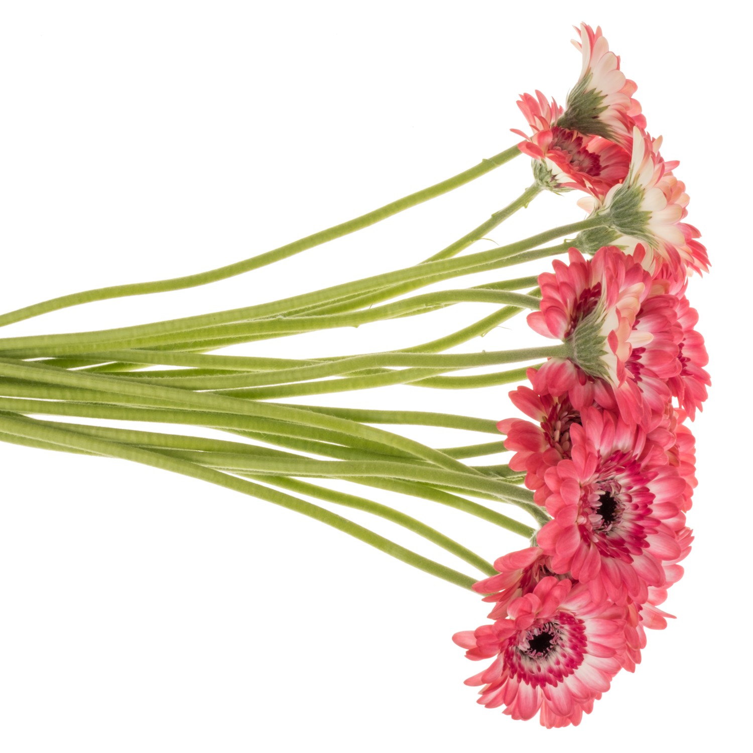 Germini rot/weiss Bund
