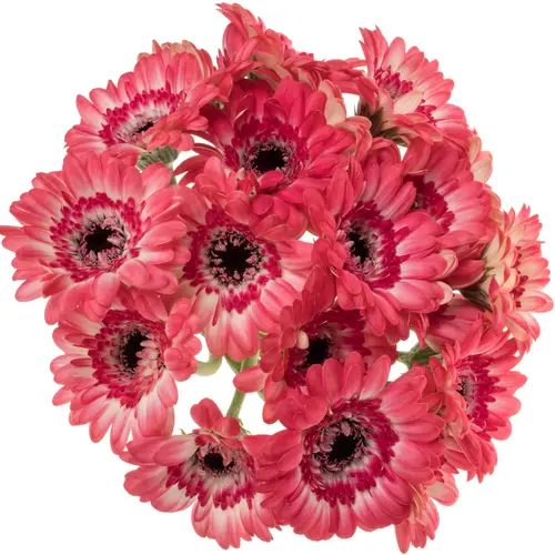 Germini rot/weiss Bund