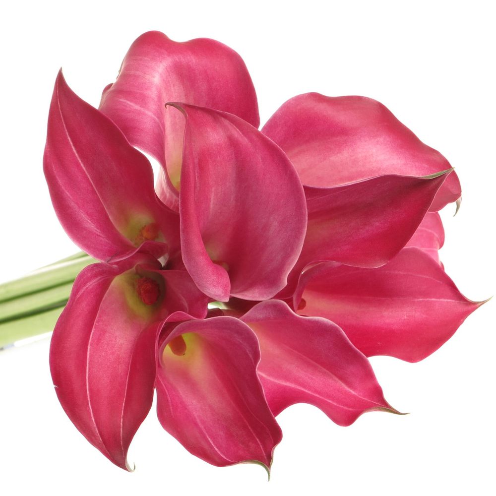 Calla rosa Pink Jewel 40cm