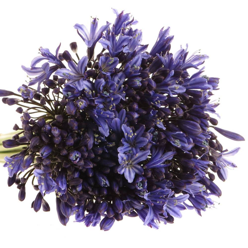 Agapanthus blau Blue Giant 75cm