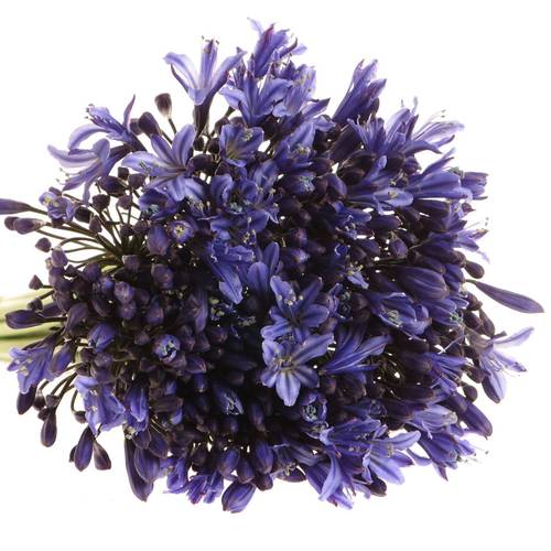 Agapanthus blau Blue Giant 75cm