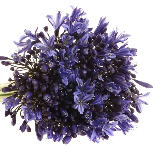 Agapanthus blau Blue Giant 75cm