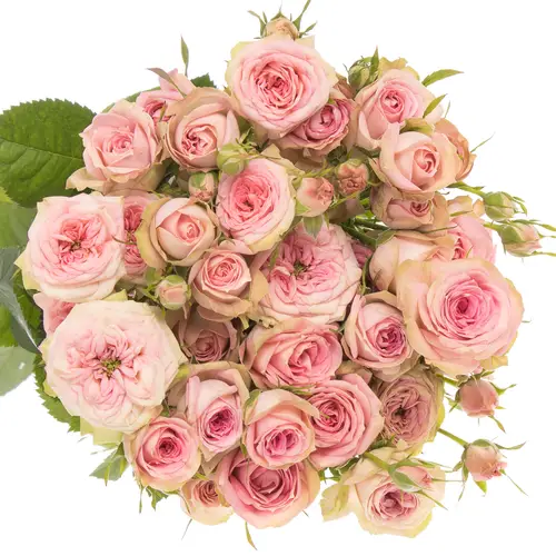 Rose verzweigt rosa Pepita 4+Blüte 55cm