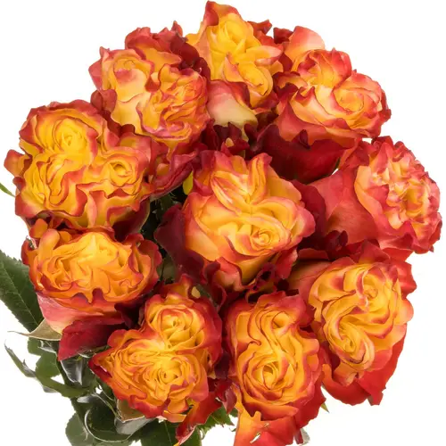 Rose gelb/rot Sunset X-Pression 50cm