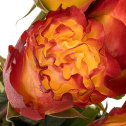 Rose gelb/rot Sunset X-Pression 50cm