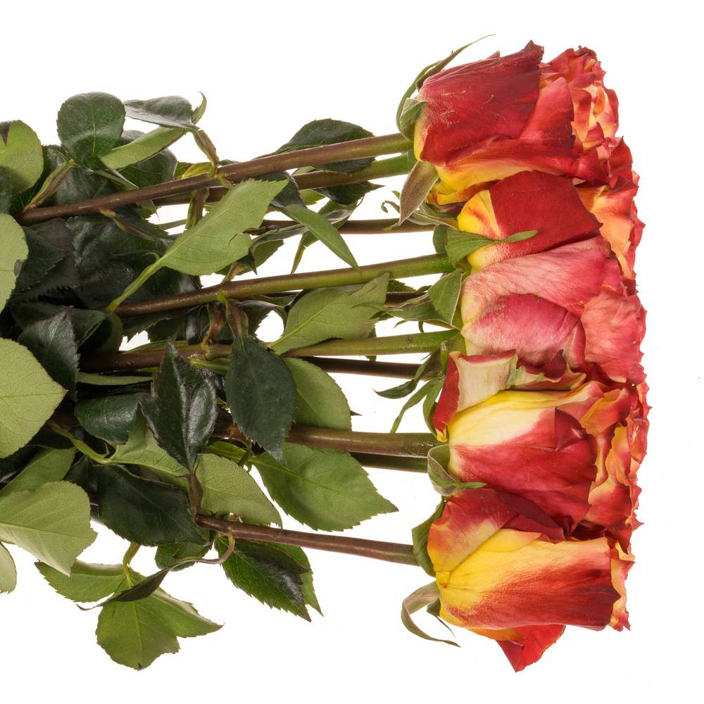 Rose gelb/rot Sunset X-Pression 50cm