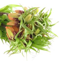 Fritilaria orange Garland Star 75cm