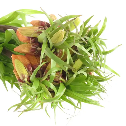 Fritilaria orange Garland Star 75cm