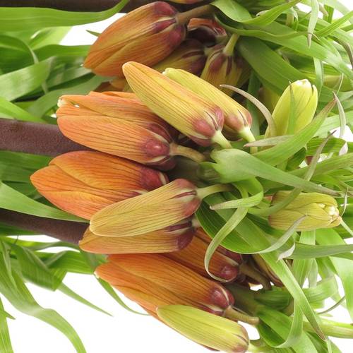 Fritilaria orange Garland Star 75cm
