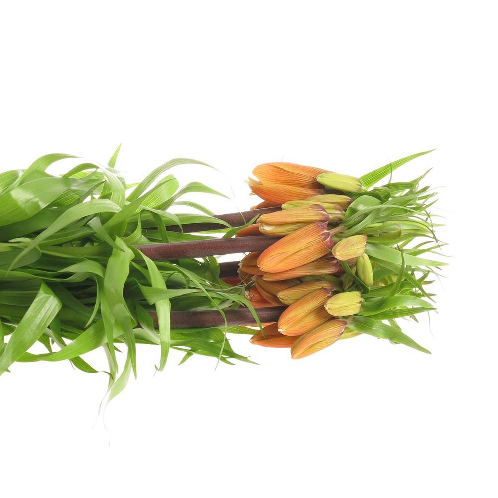 Fritilaria orange Garland Star 75cm