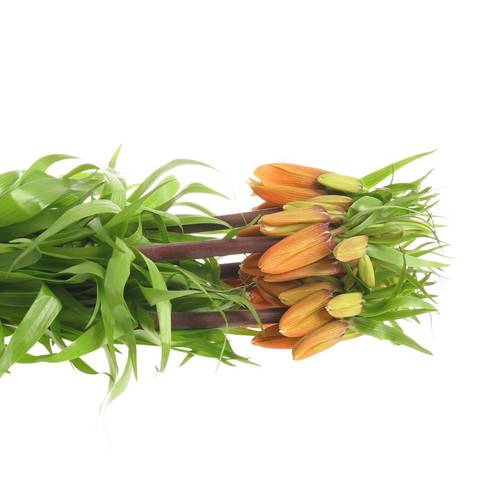 Fritilaria orange Garland Star 75cm