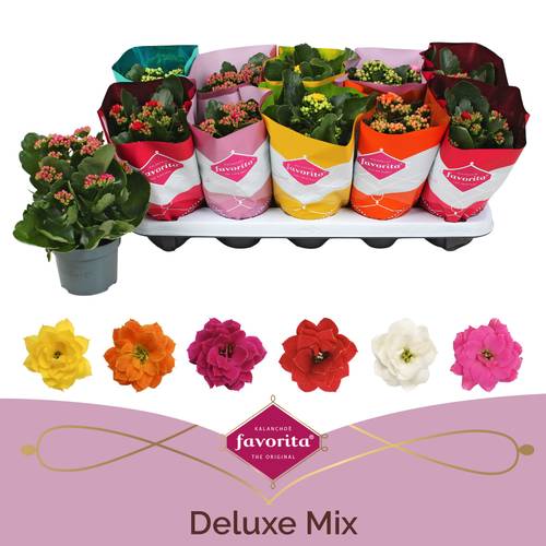 Kalanchoe Gef. mix T10,5 H022