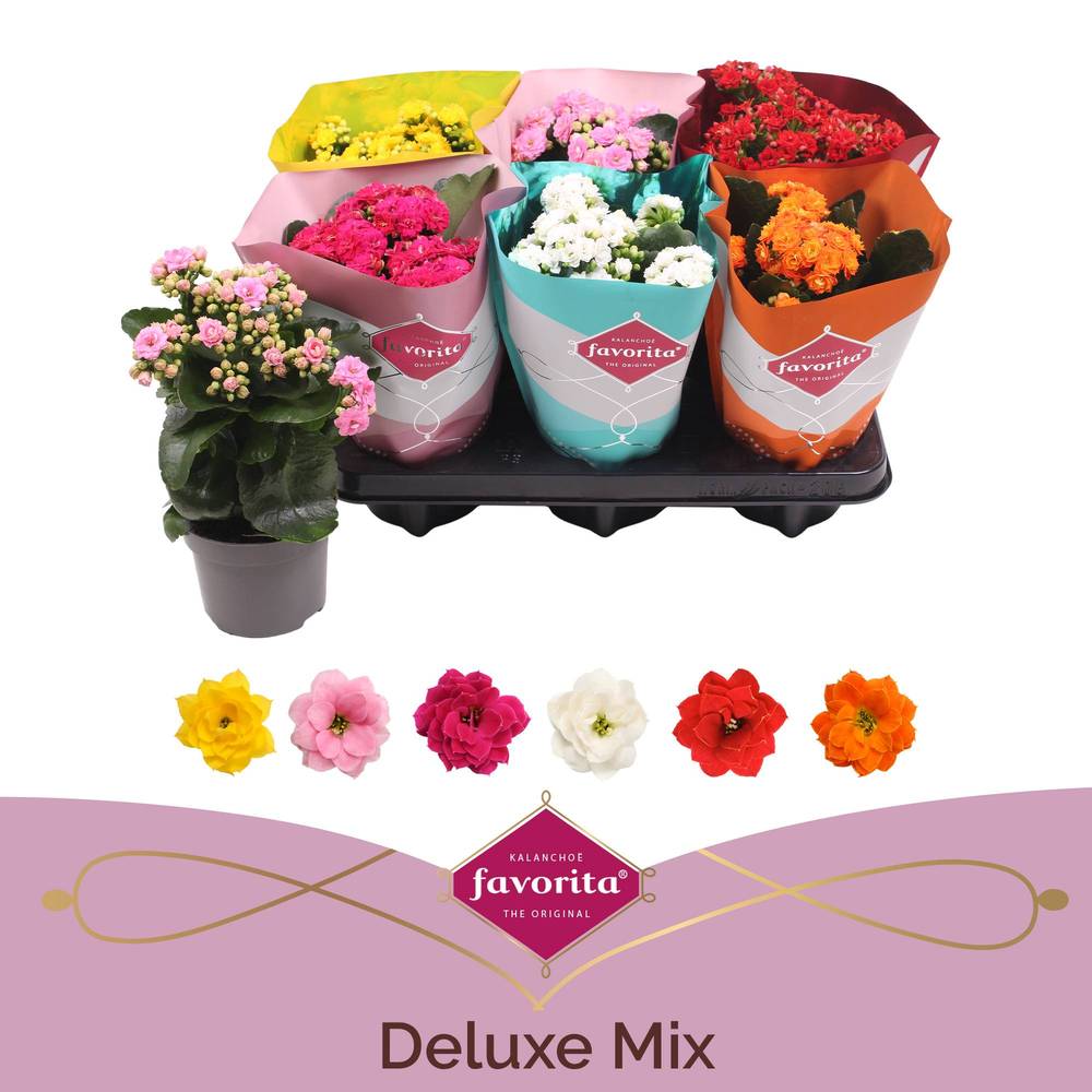 Kalanchoe Gef. mix T10,5 H022