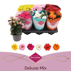 Kalanchoe Gef. mix T10,5 H022