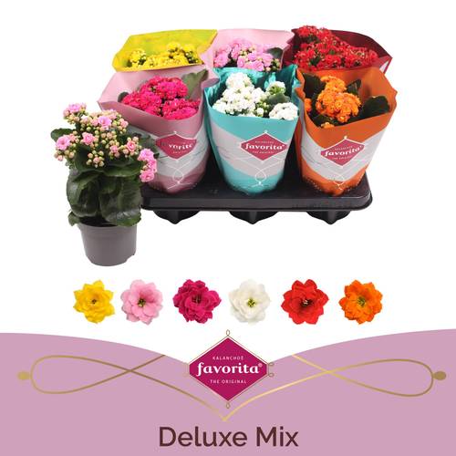 Kalanchoe Gef. mix T10,5 H022