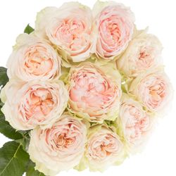 Rose rosa Victoria Bride gefüllt 50cm
