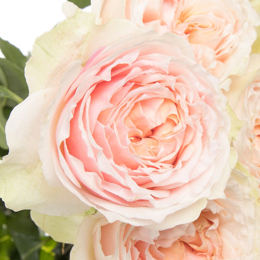 Rose rosa Victoria Bride gefüllt 50cm