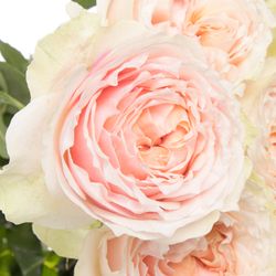 Rose rosa Victoria Bride gefüllt 50cm