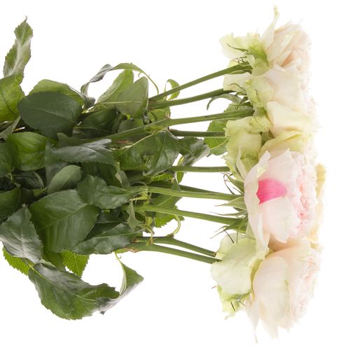 Rose rosa Victoria Bride gefüllt 50cm