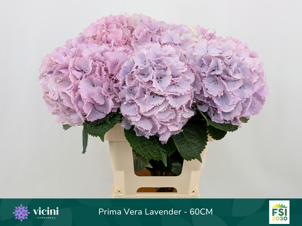 Hortensie lila Primavera Bol 19cm 60cm