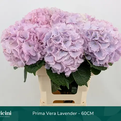 Hortensie lila Primavera Bol 19cm 60cm