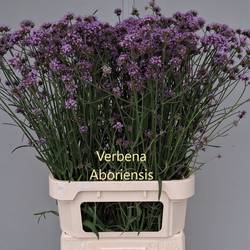 Verbena lila Pink Spires 90cm
