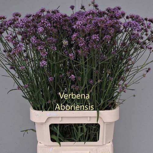 Verbena lila Pink Spires 90cm